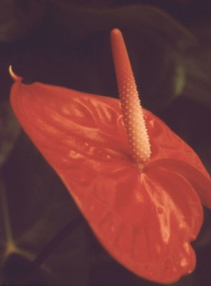 Anthuriums