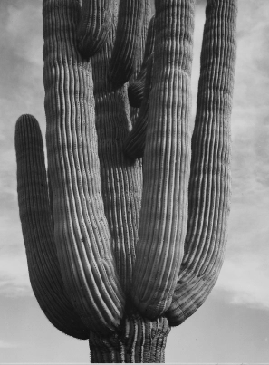 Cactus
