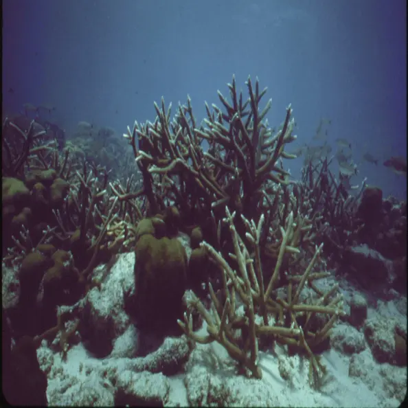 Coral