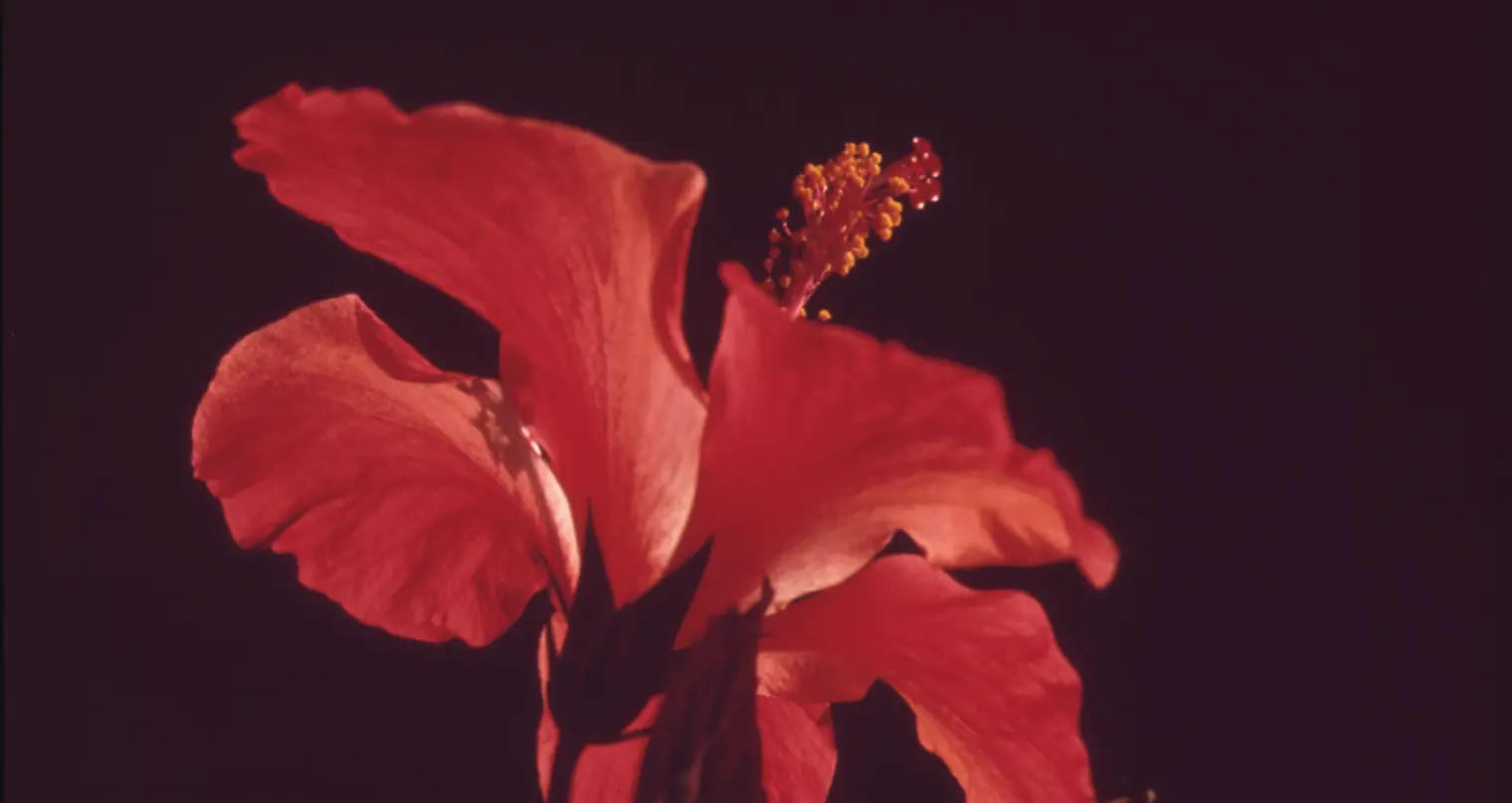 Flor 1
