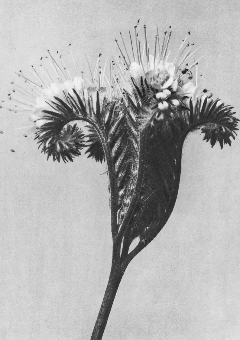 Flor 2